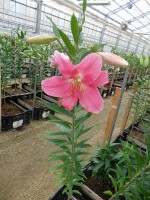 [4232 Nervi No01.JPG]